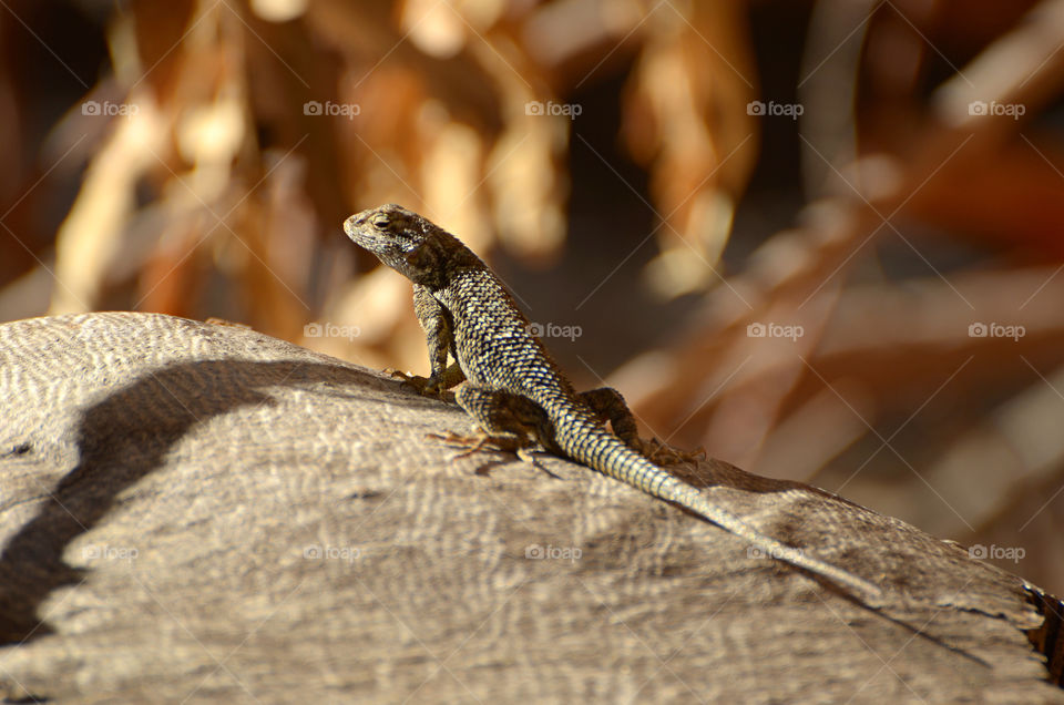 Lizard posing. 