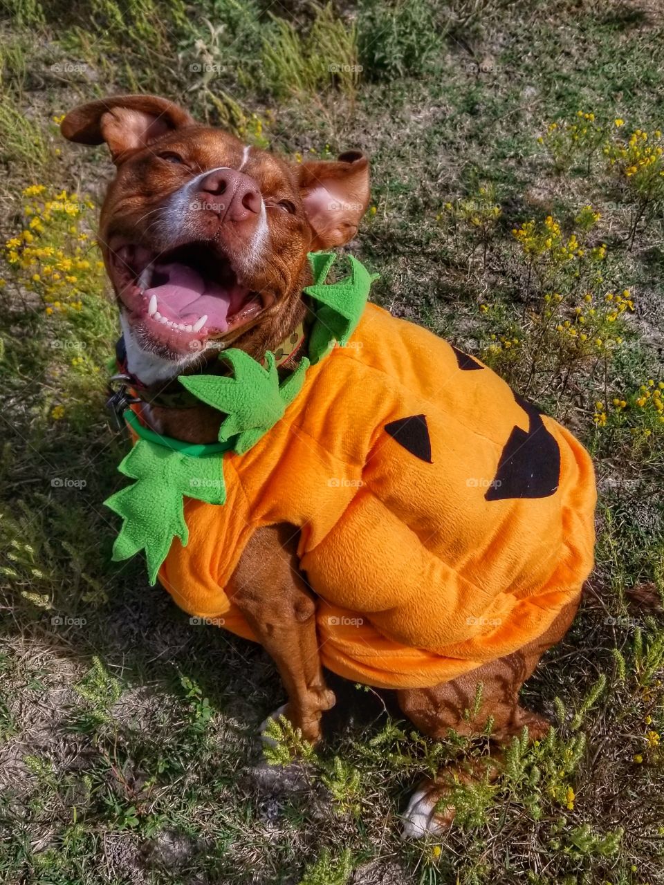 My Smiley Jack-O-Lantern