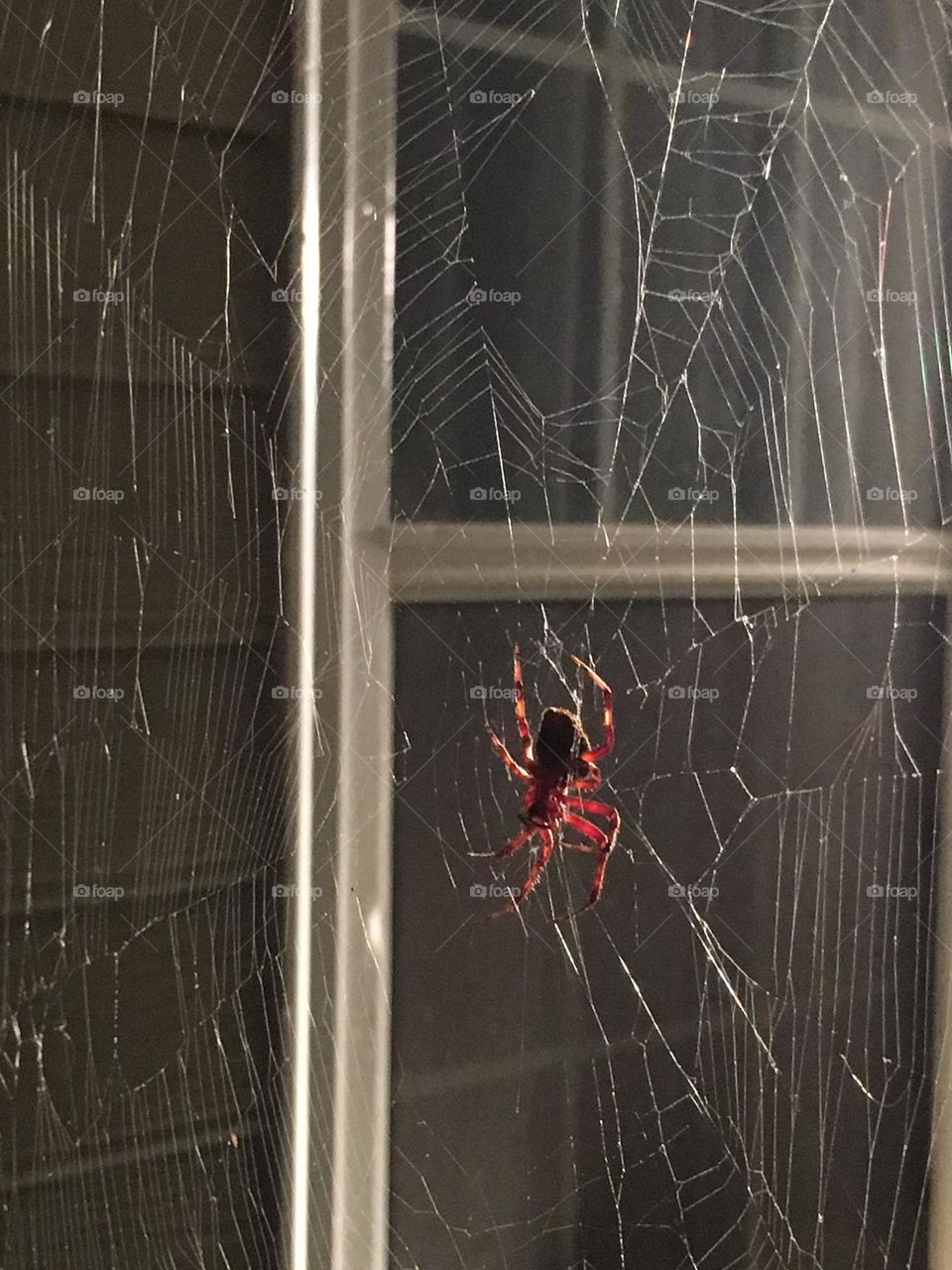 Large red & back Spider in web at night 