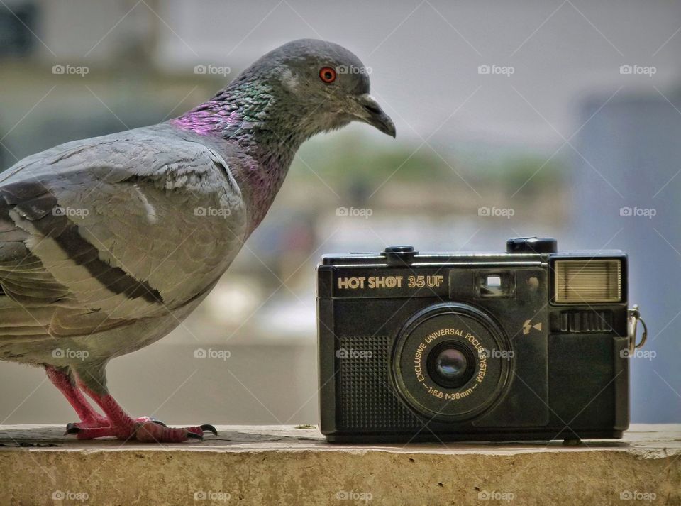 Photo was taken at my balcony, when I’m try to click some vintage looking shots of my vintage camera. Suddenly a pigeon come there and try to look around, if he can get something and at same time I taken the shot. 