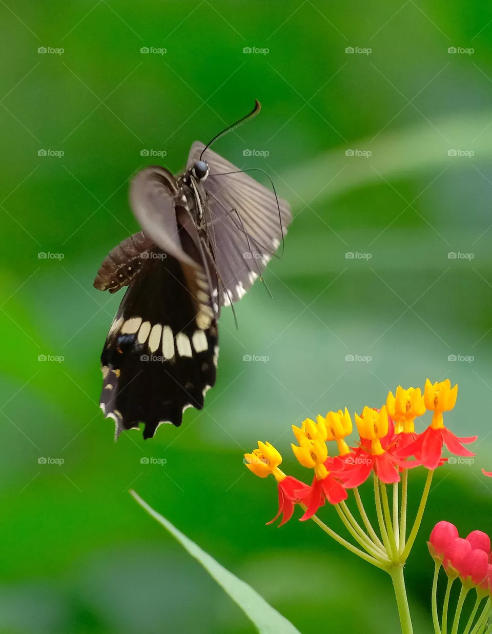 black butterfly