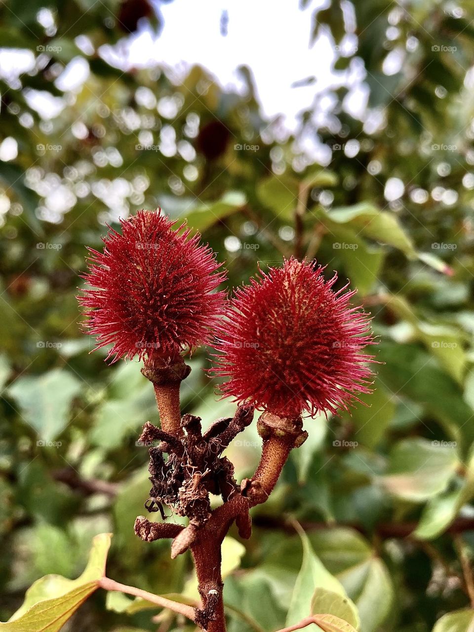 🌹 🇺🇸 Very beautiful flowers to brighten our day.  Live nature and its beauty. Did you like the delicate petals? / 🇧🇷 Flores muito bonitas para alegrar nosso dia. Viva a natureza e sua beleza. Gostaram das pétalas delicadas? 