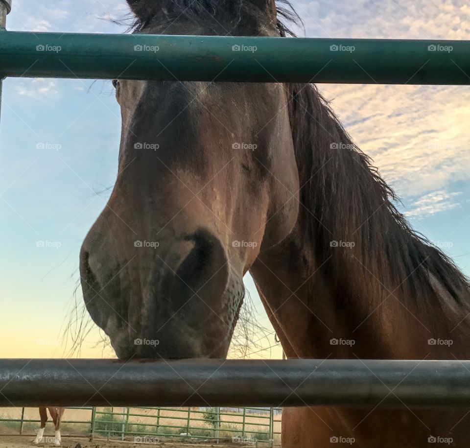 Horse through fence