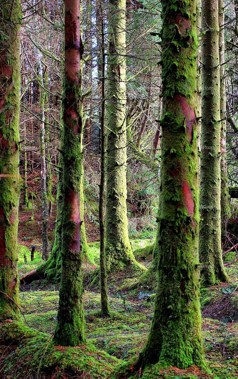 Enchanted Forrest.......