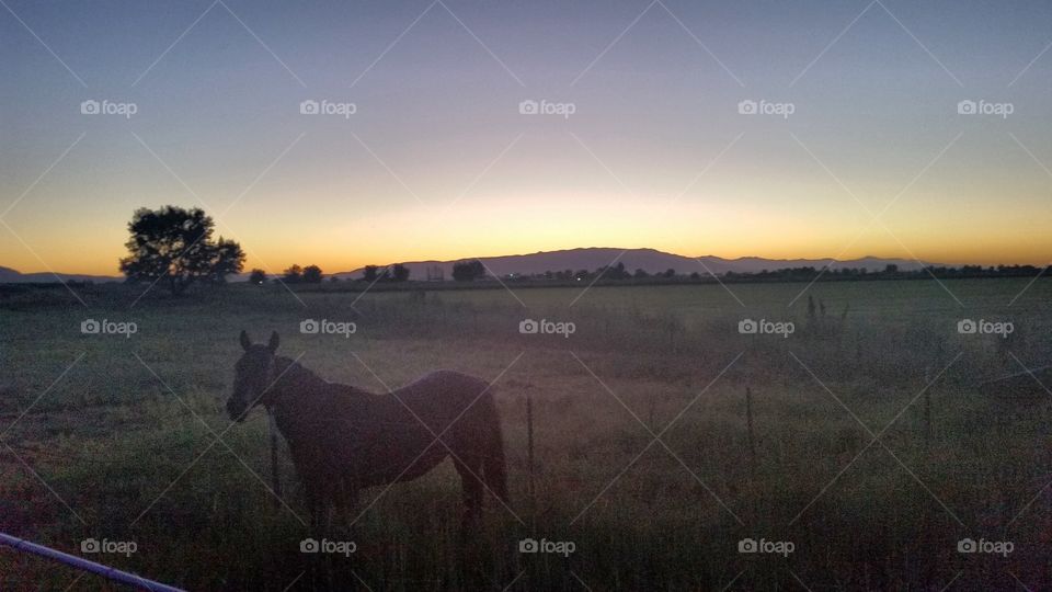 Sunset, Landscape, Cavalry, No Person, Mammal