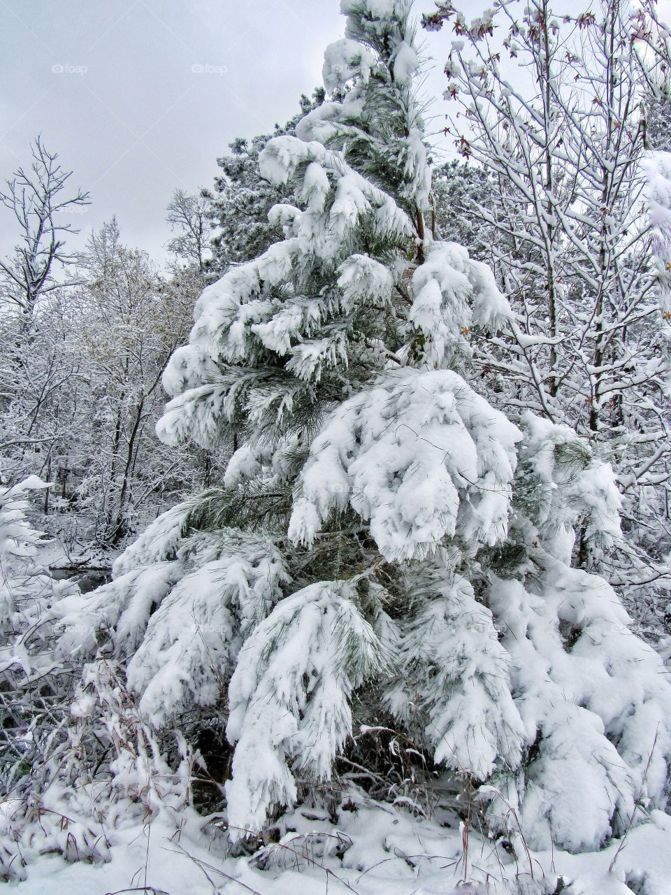 snow capped trees landscape
