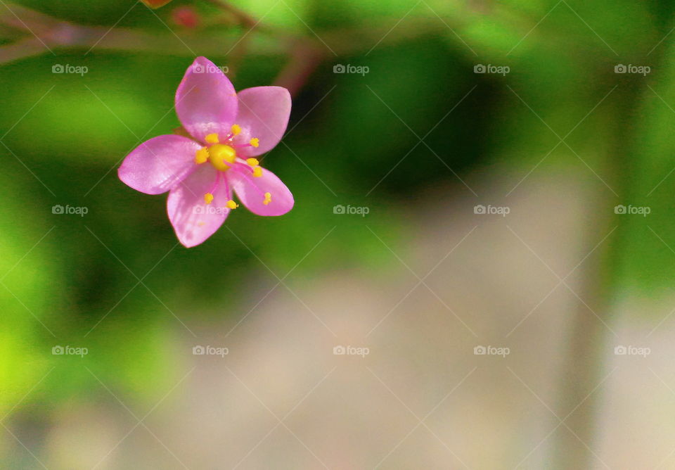 Beauty of small pink flowers in the bush