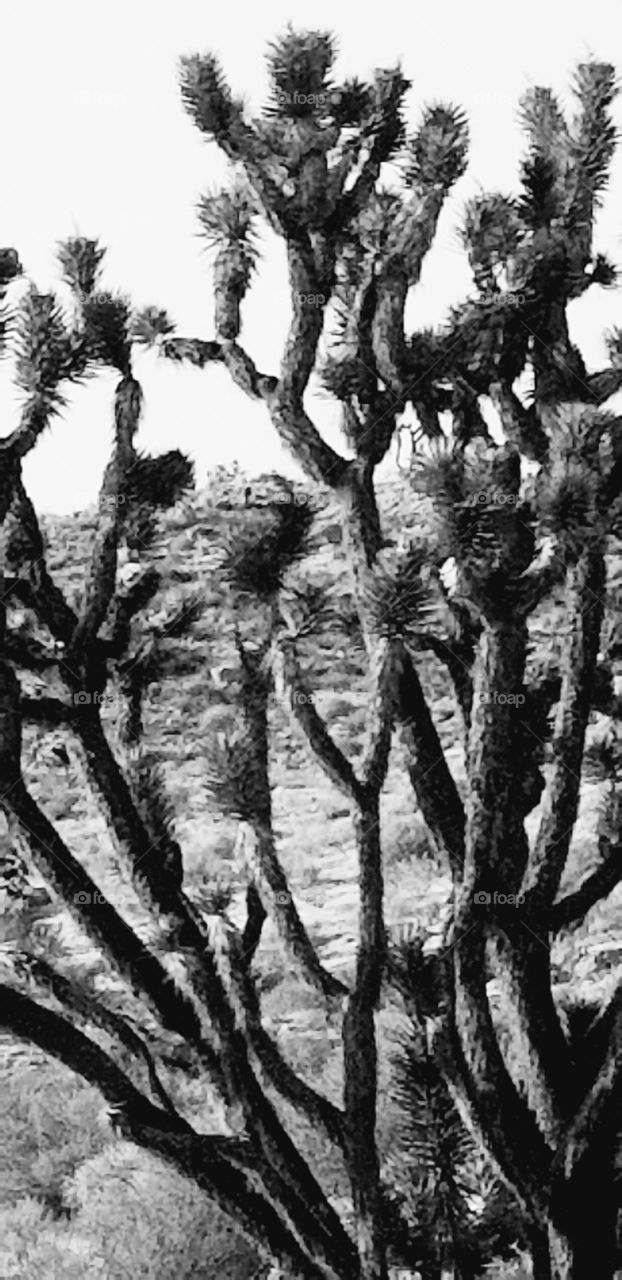 Joshua Tree Black and White