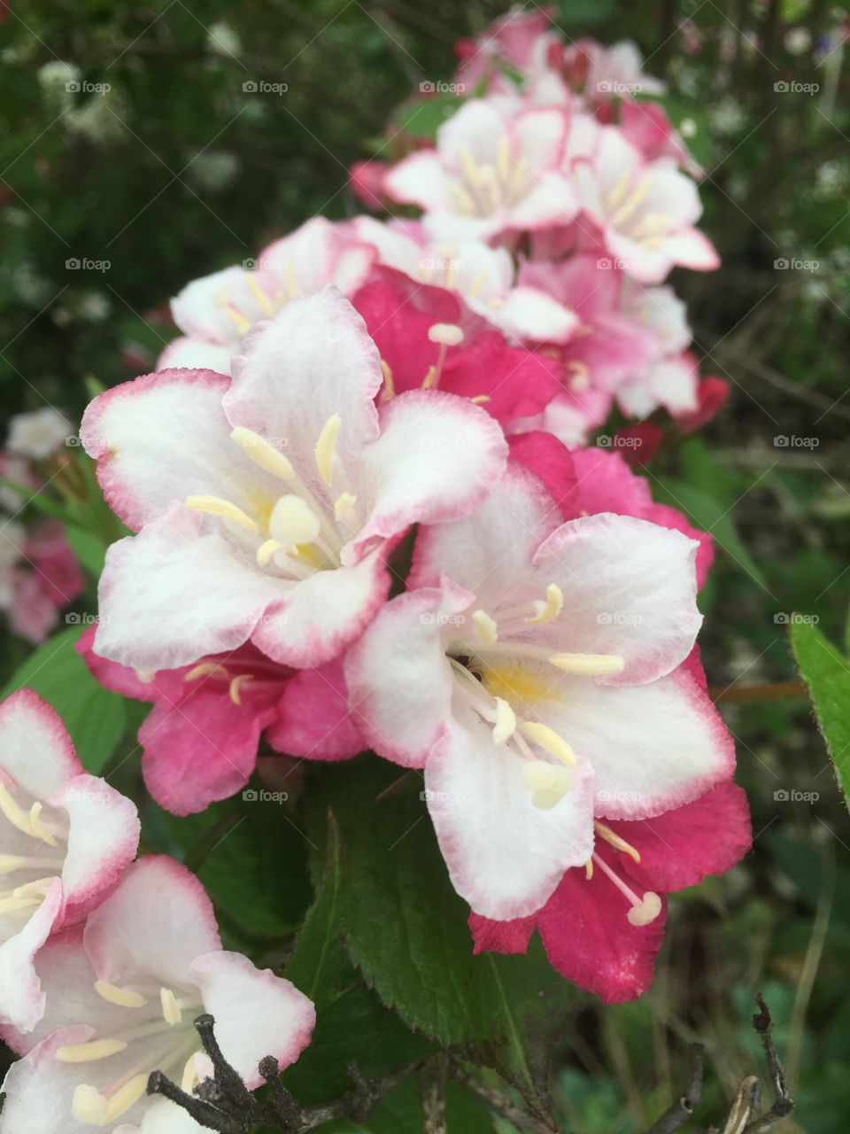 White flowers blooming outdoors