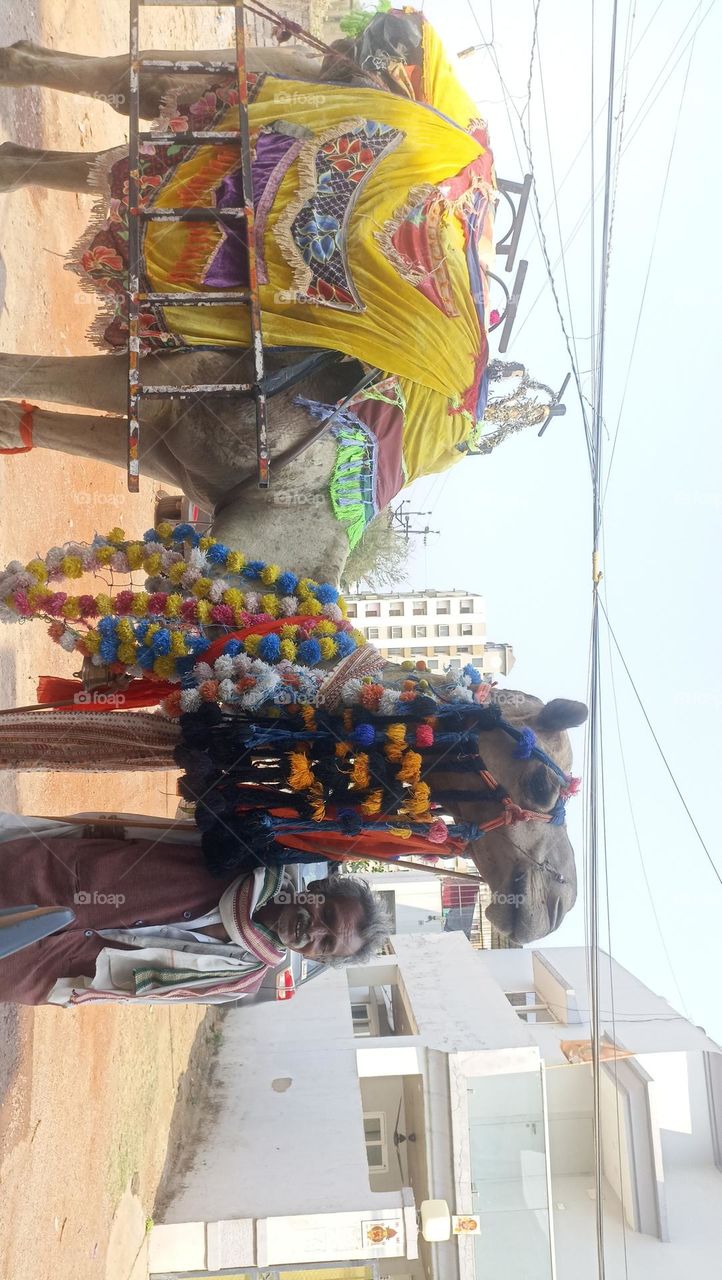 On a hot summer day a man and camel stretched for food and shelter for their better days