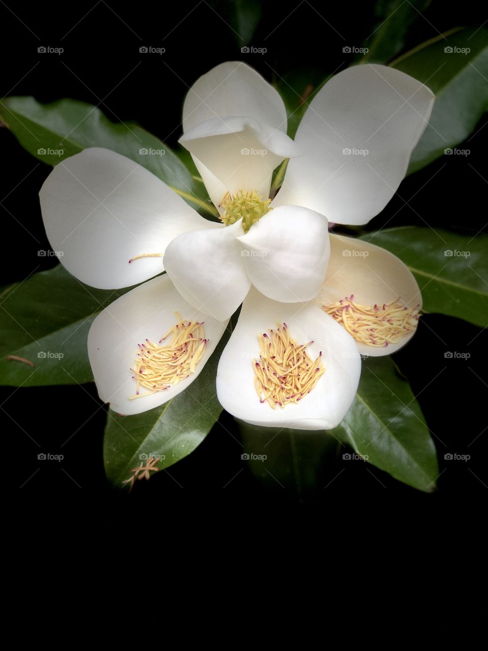 Foap. Mission, The World Of Macro Photography! Macro Shot Of White Magnolia With Studio Black Lighting Background!