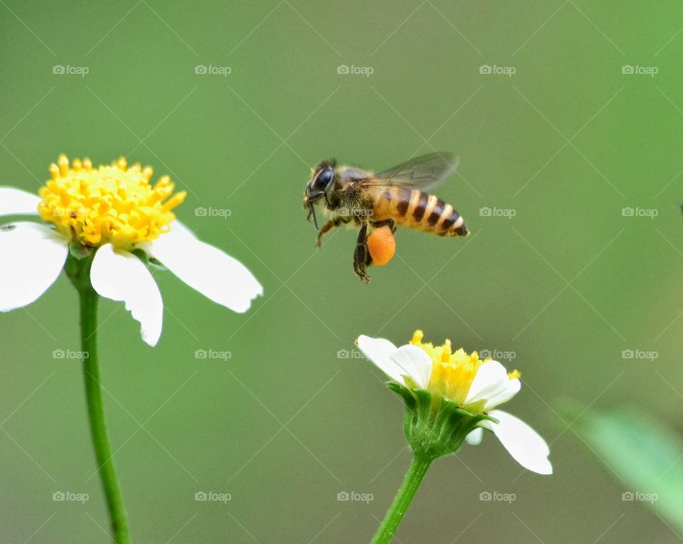 Bee