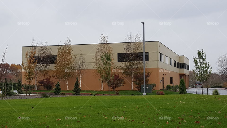 Trees blending into the building