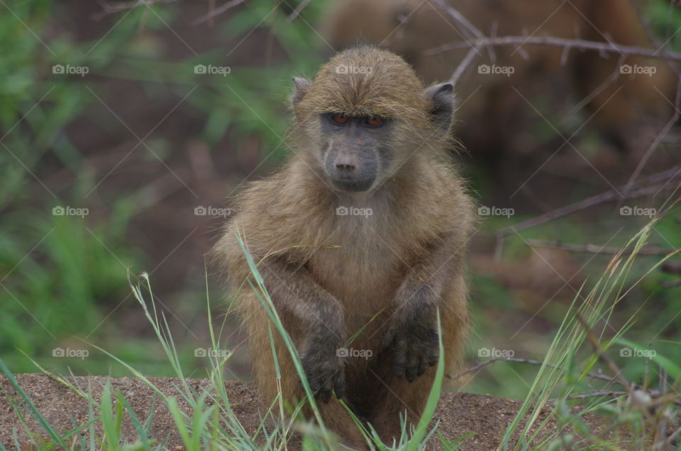 Baboon south Africa