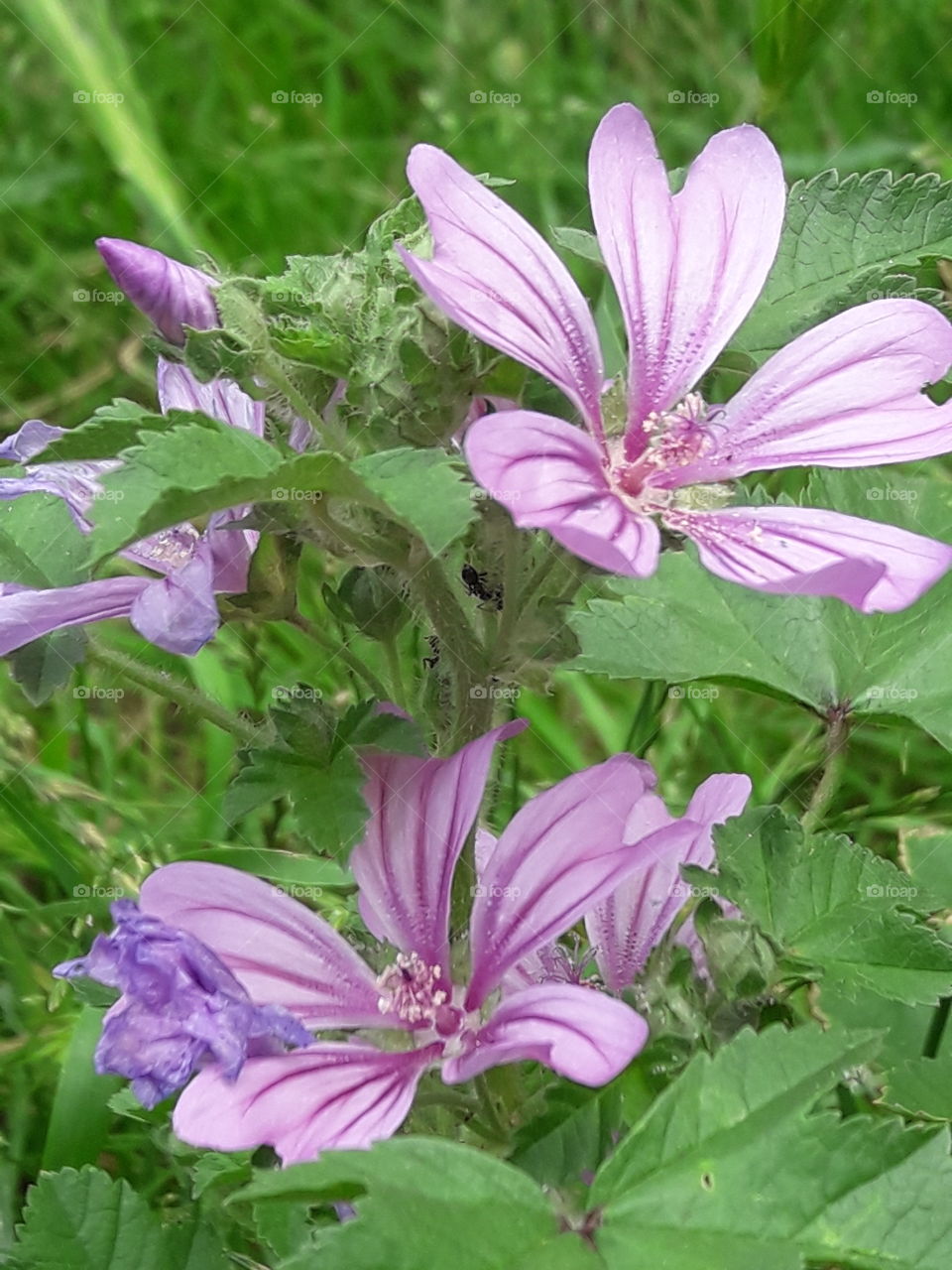 viola flower