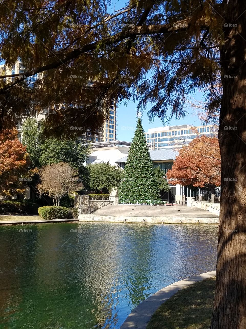 Across the Lake standing tall Shops at Legacy Christmas Tree