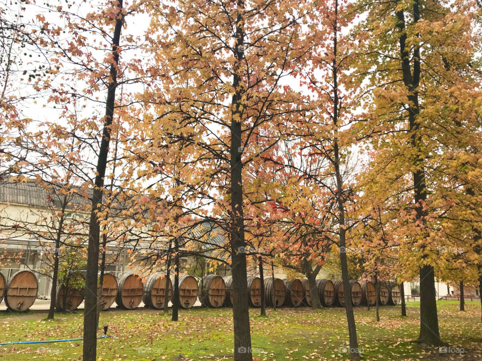 Autumn. You can see the yellowish leaves on the tree and the grass full of fallen leaves. At the bottom of the photo are barrels used for storing wine.