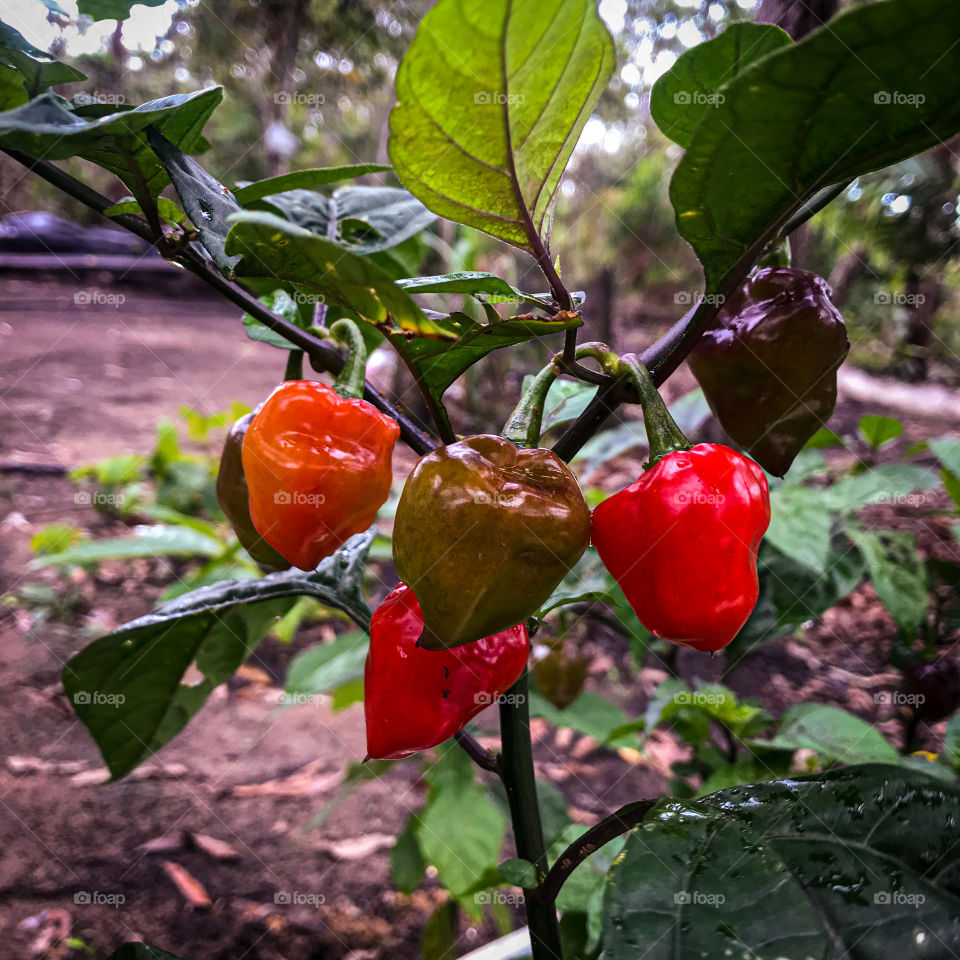 Que tal experimentar uma pimenta de cheiro?