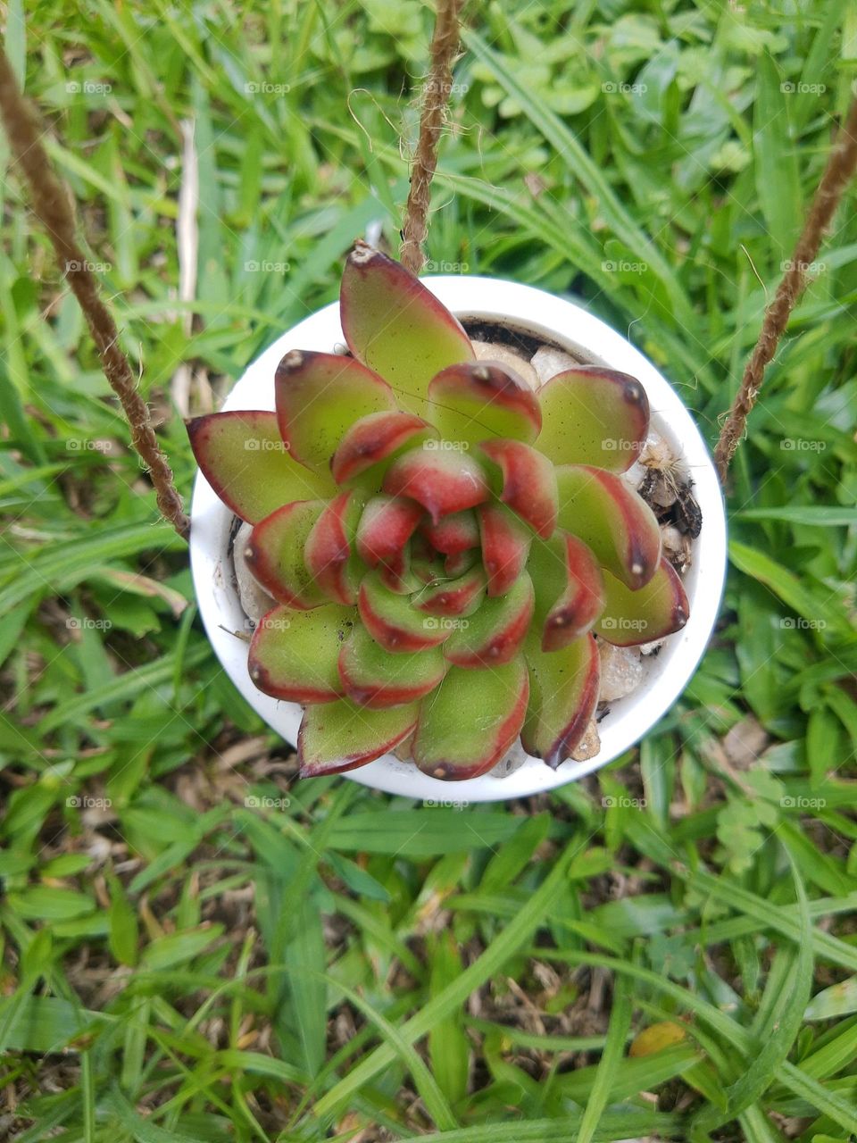 succulent plant in a Bob plant pot