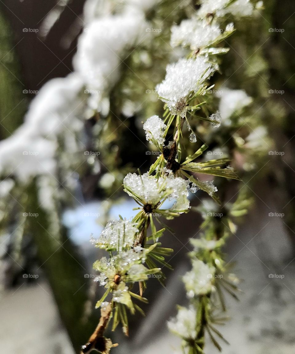 Frozen larch