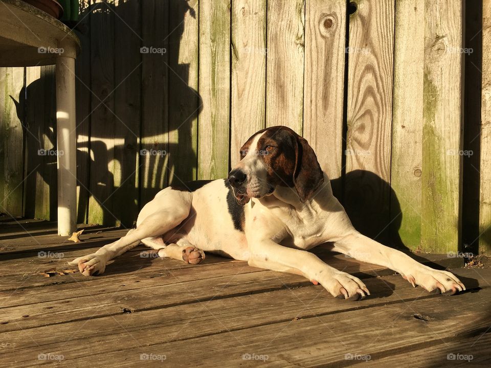 Dog resting on wooden floor