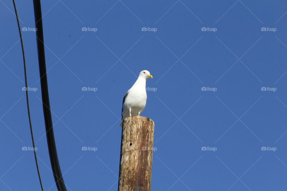 Bird on a pole
