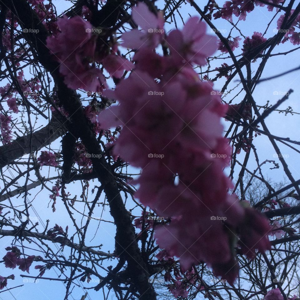  Cherry blossom 