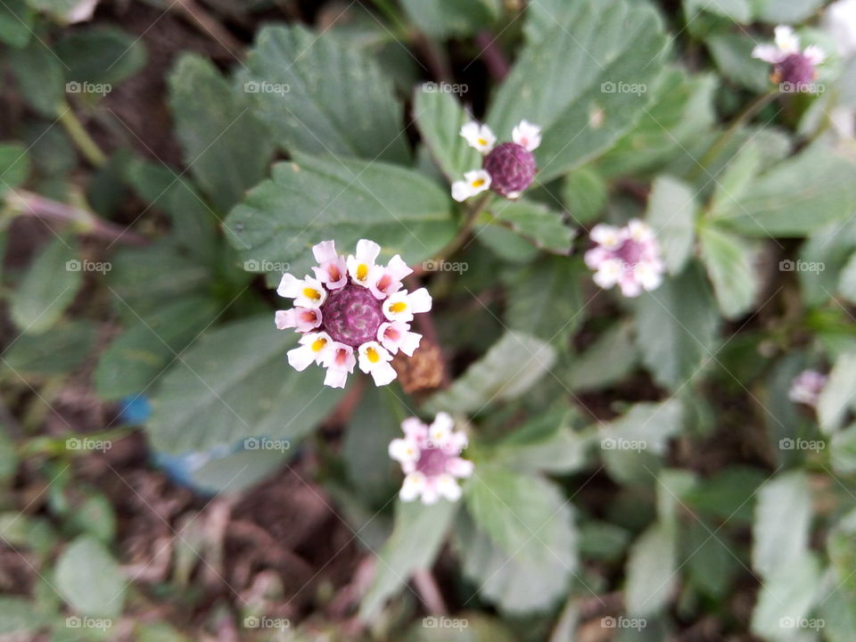 Flower, Nature, Leaf, No Person, Flora