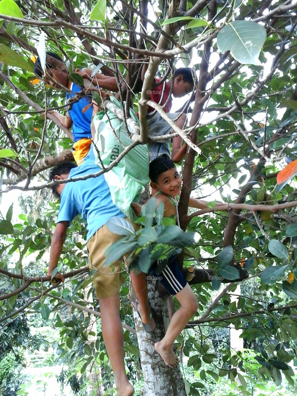 kids having fun climbing a tree