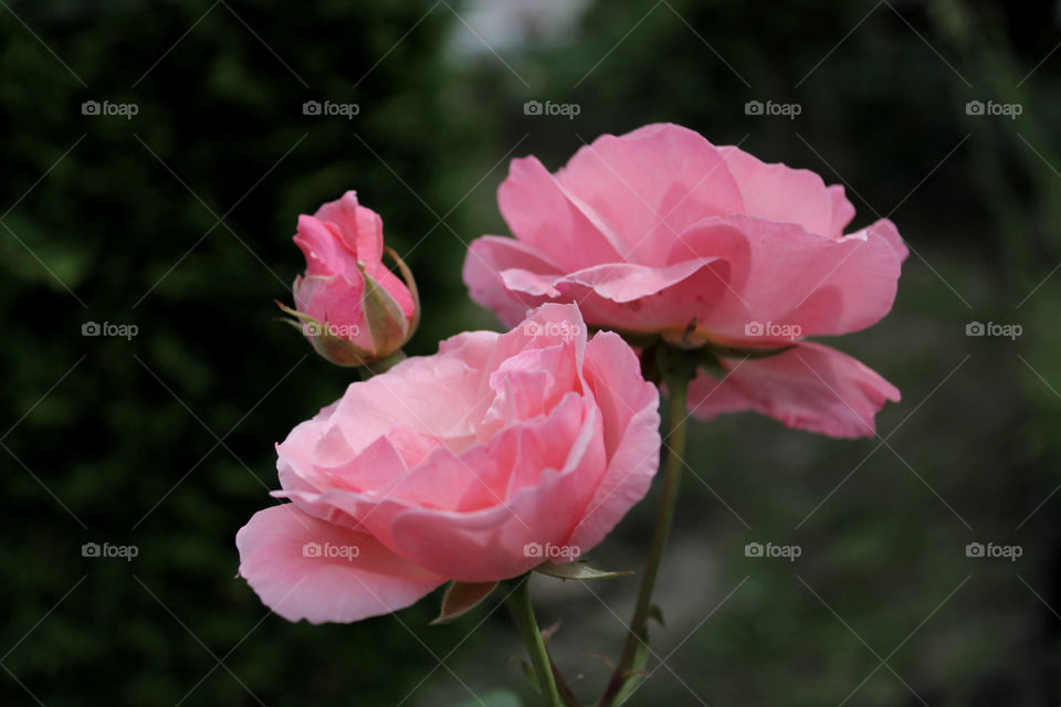 Rose. Pink rose