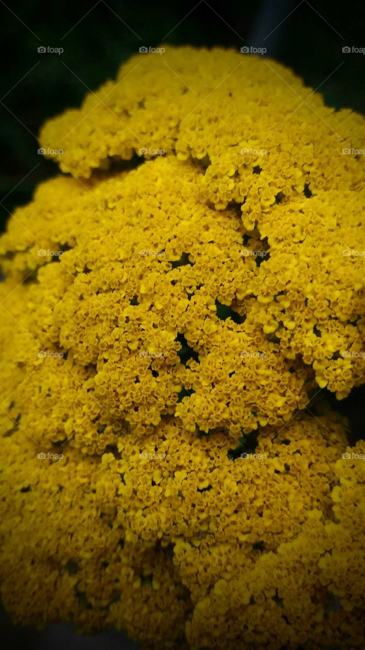 yellow flower close-up