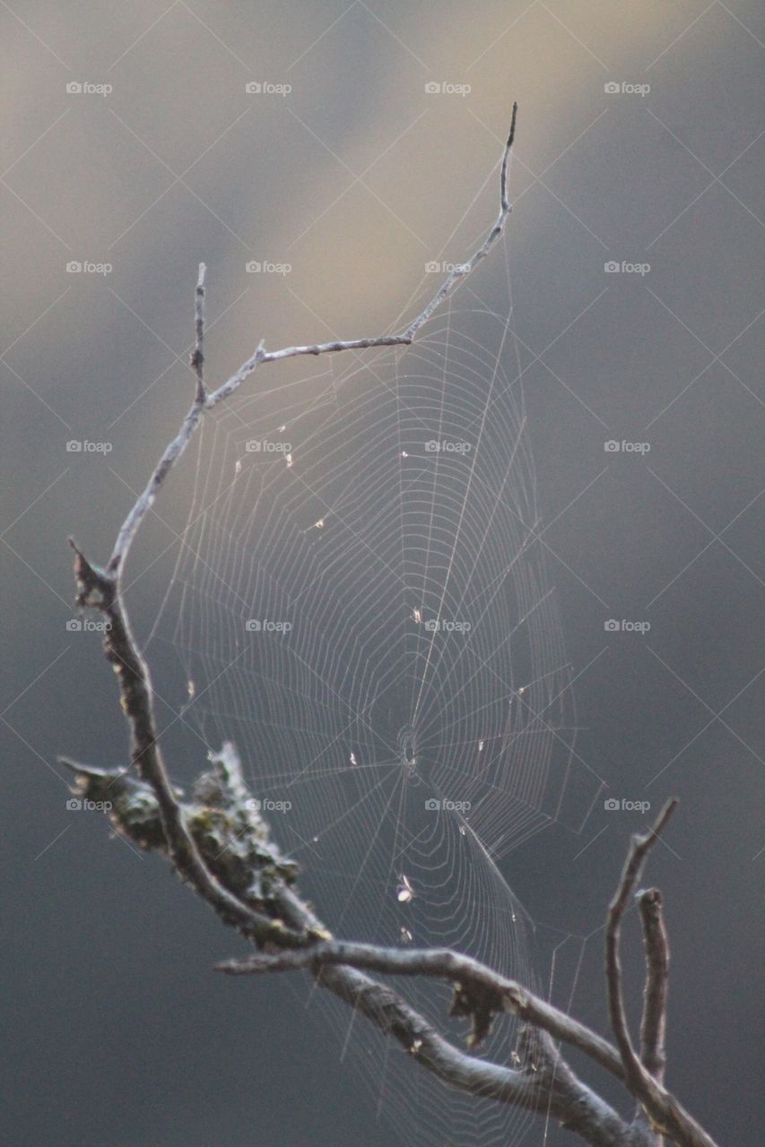 Tree web