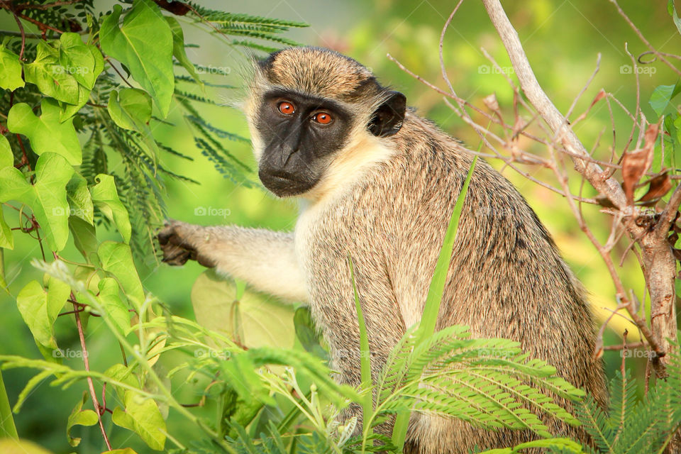 Monkey in Nevis