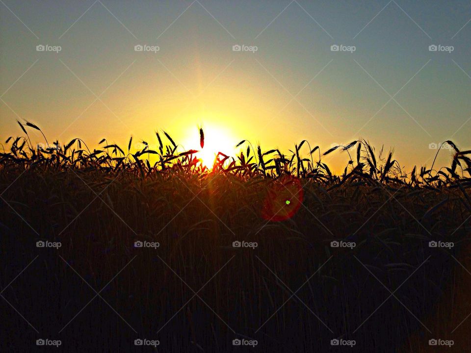 Sunset on the field