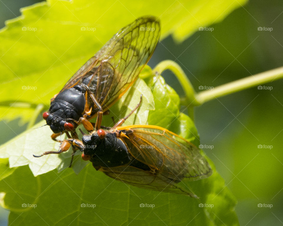 Two cicadas on a plant 