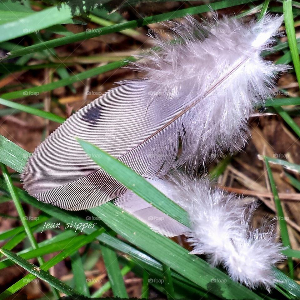 feathers