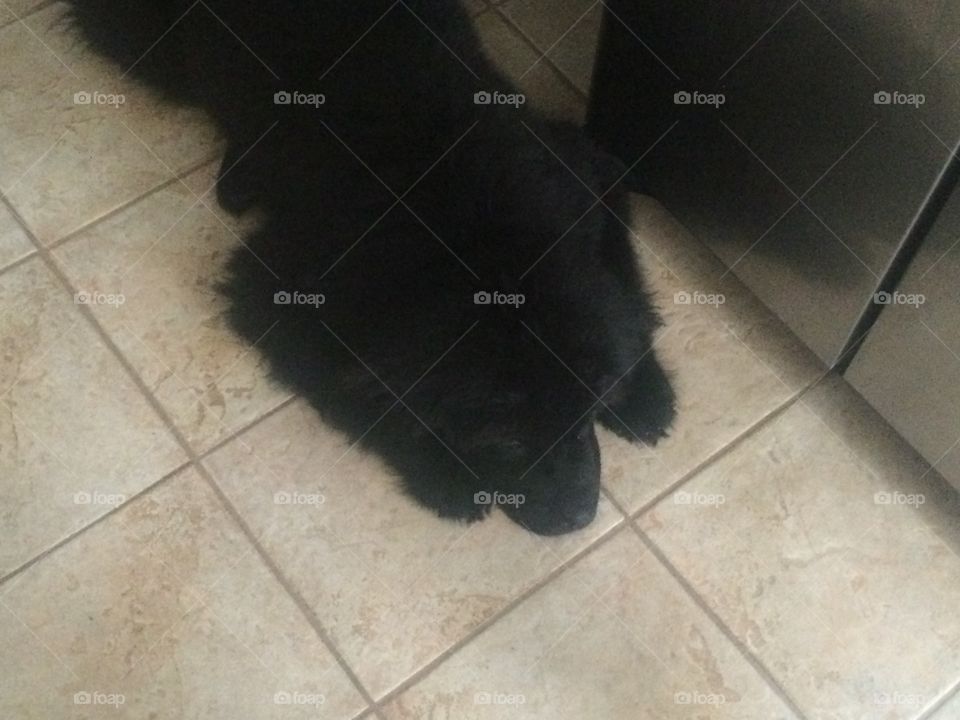 Floor, Domestic, Dog, Pet, No Person