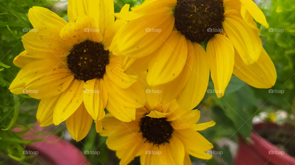 sunflowers