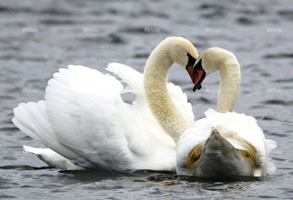 swan love