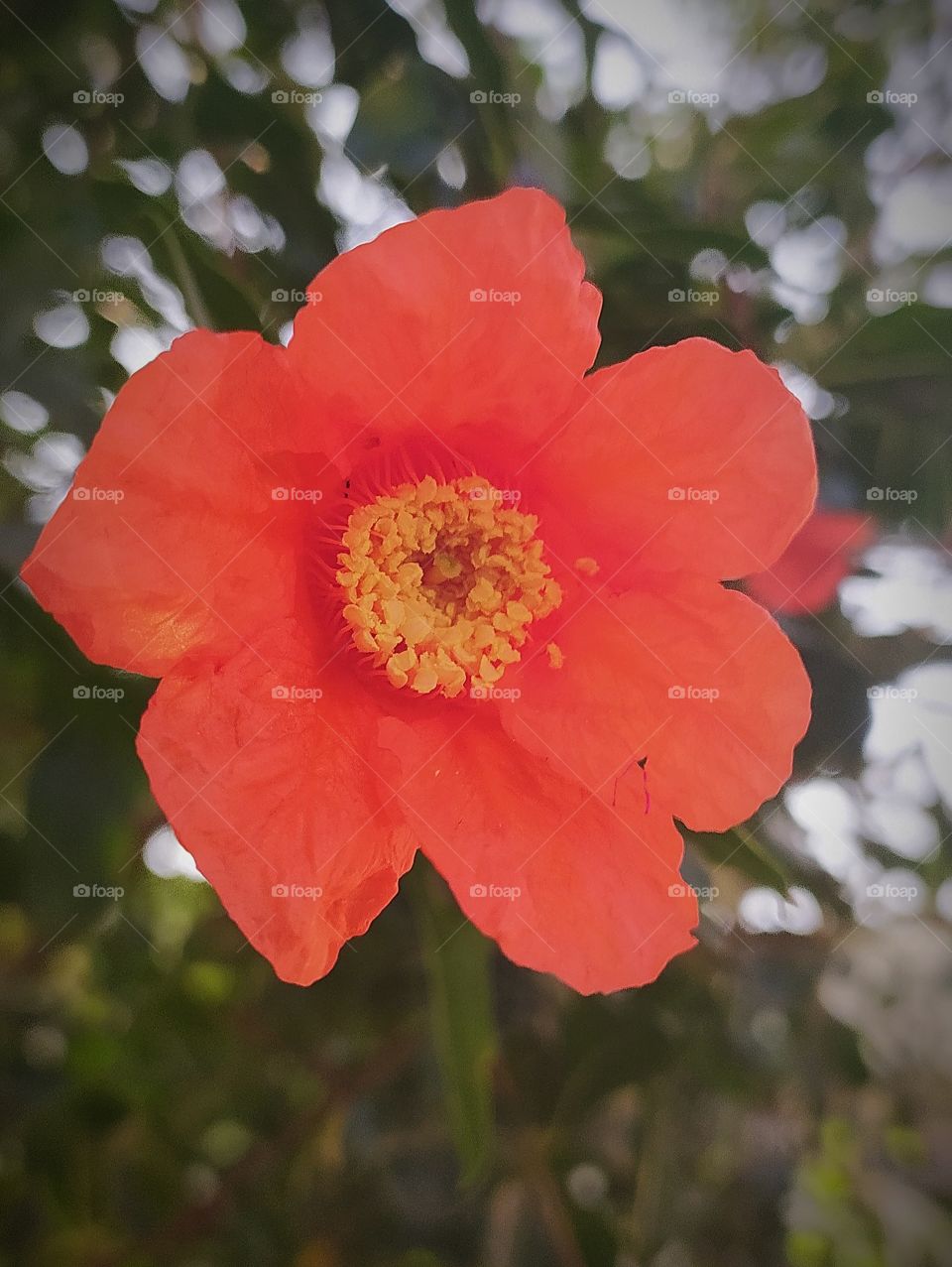 Pomegranate Flower