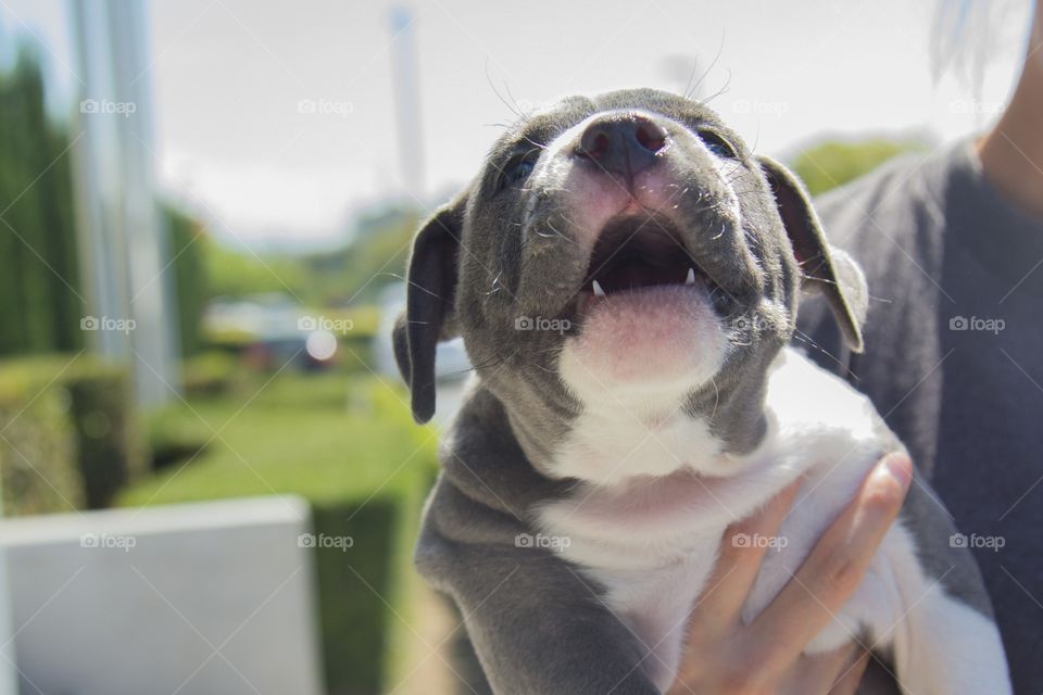 Close-up of puppy