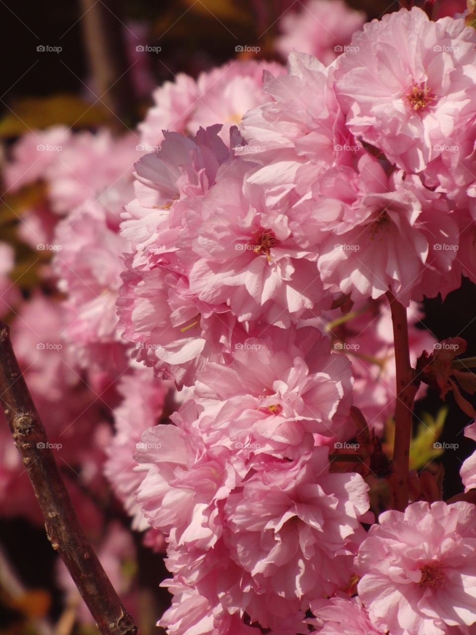 Cherry Blossoms