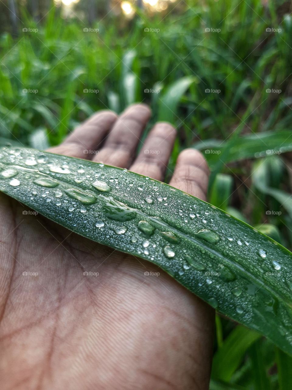 A leaf on a tree with dewdrops on a beautiful morning.