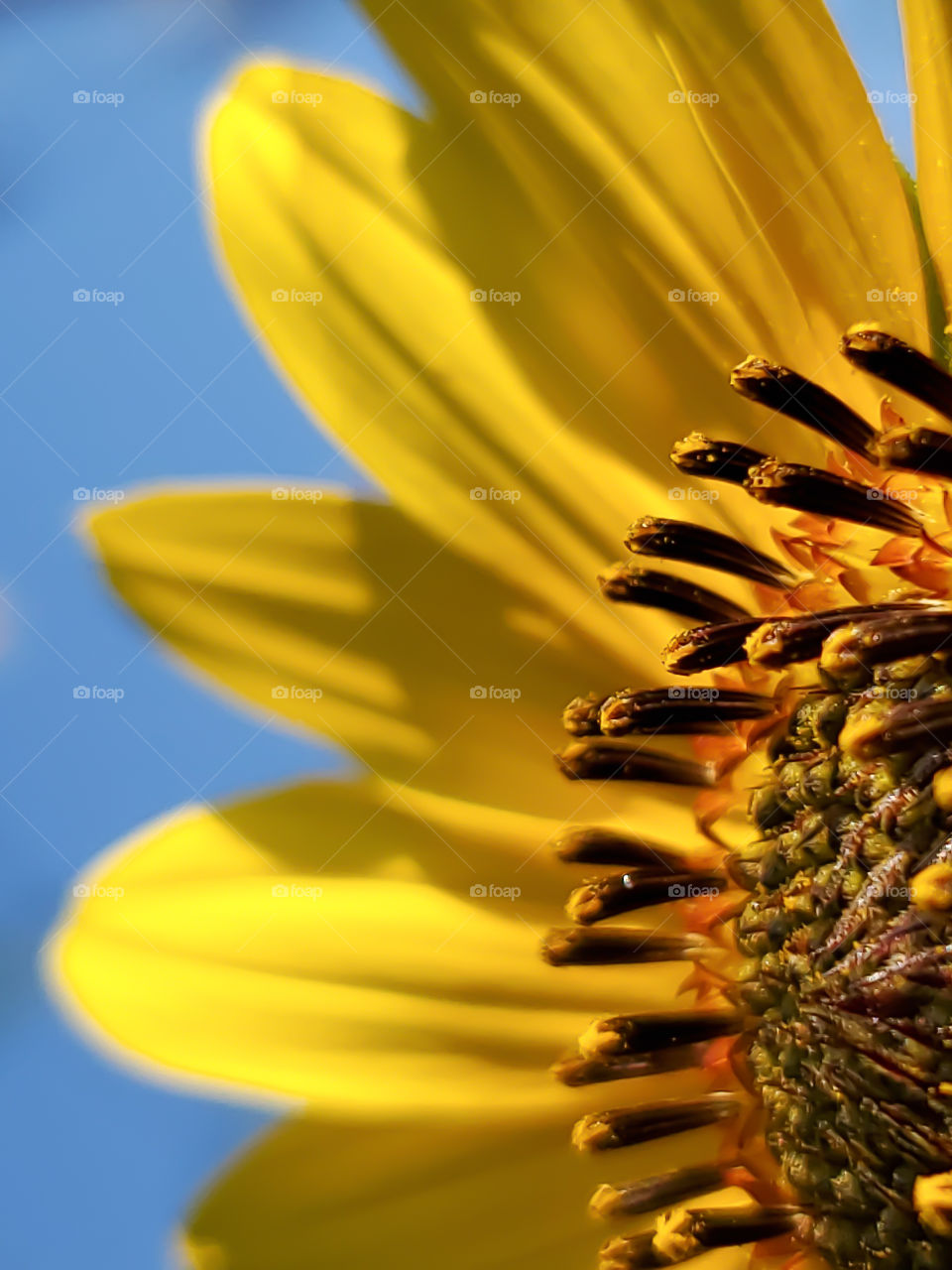When the warm and sunny summer days come,  so do the wild sunflowers! Macro of the North American common sunflower on sunny blue sky summer day.