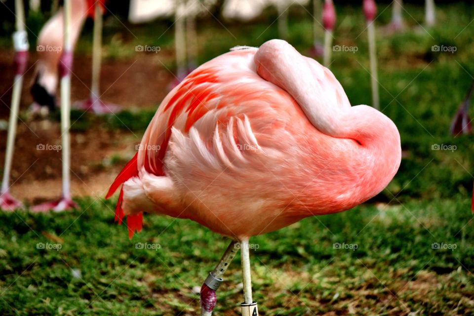 Close-up of pink flamingo