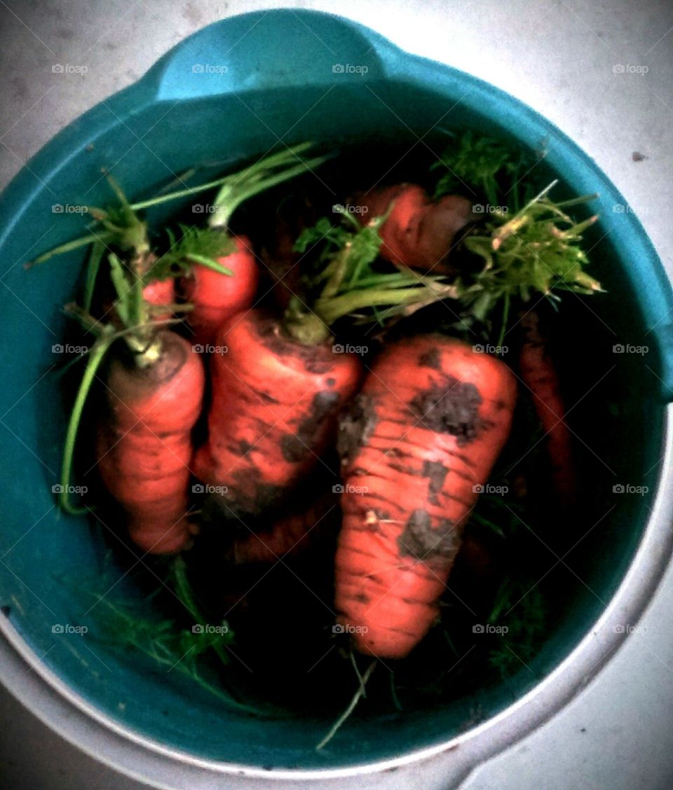 Bucket of Carrots