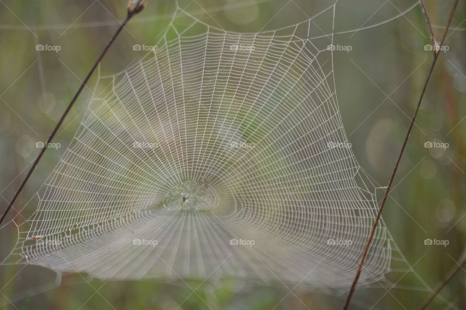 web