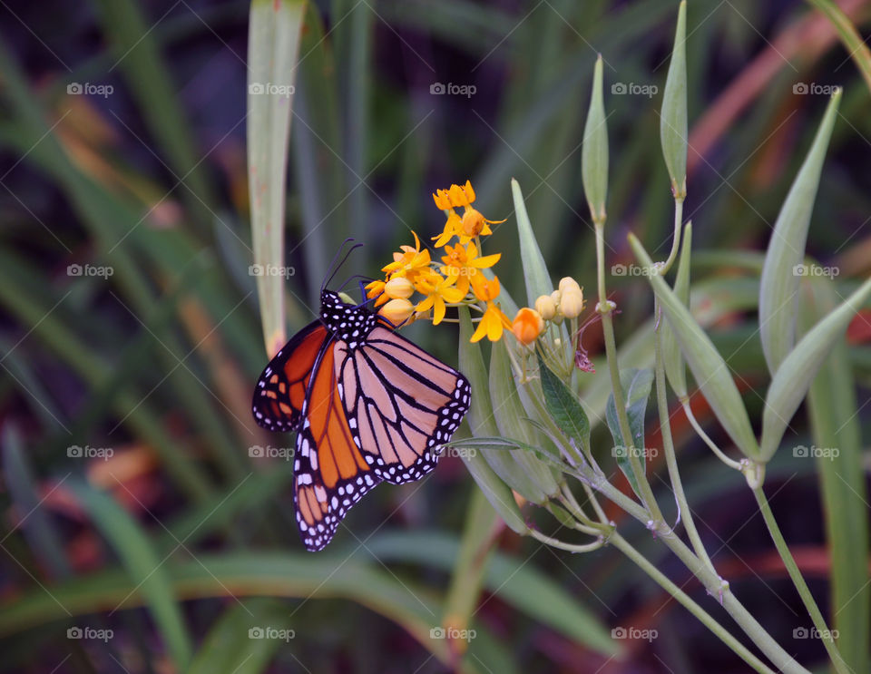 Orange monarch on flower