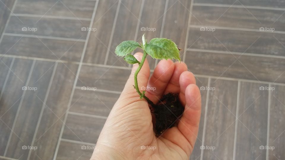 Transfer of seedling