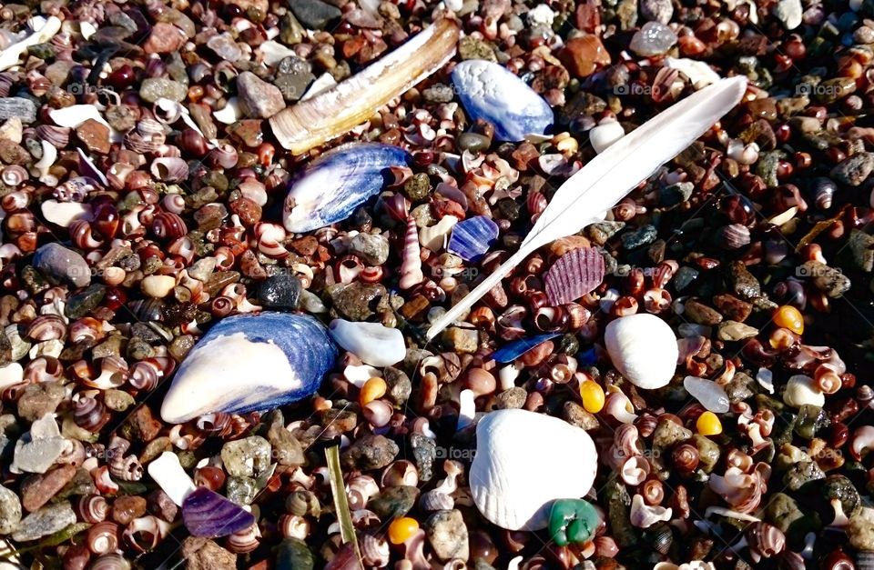 Seashells and Stones on beach. Seashells and Stones on the beach